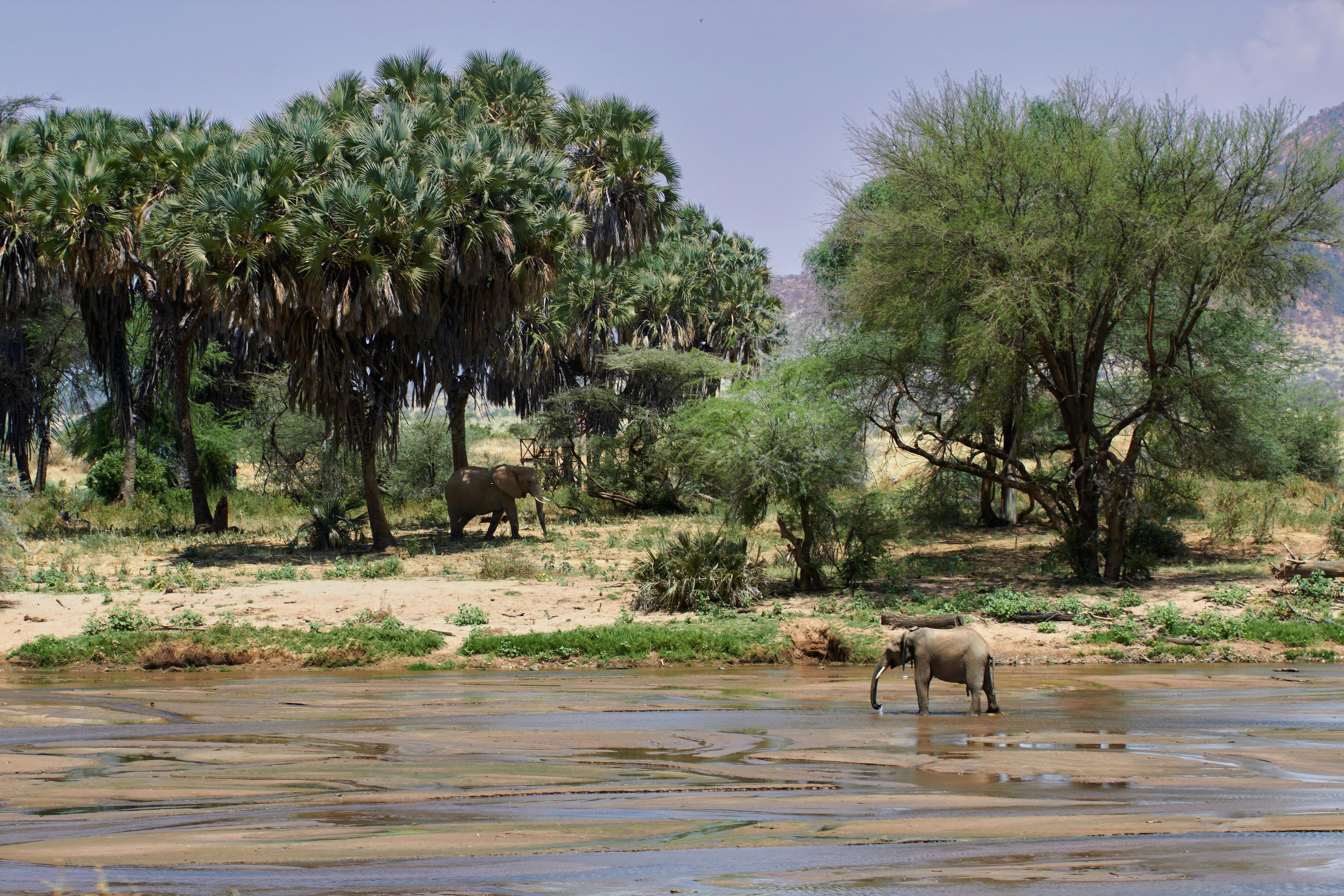 Elephants by the River