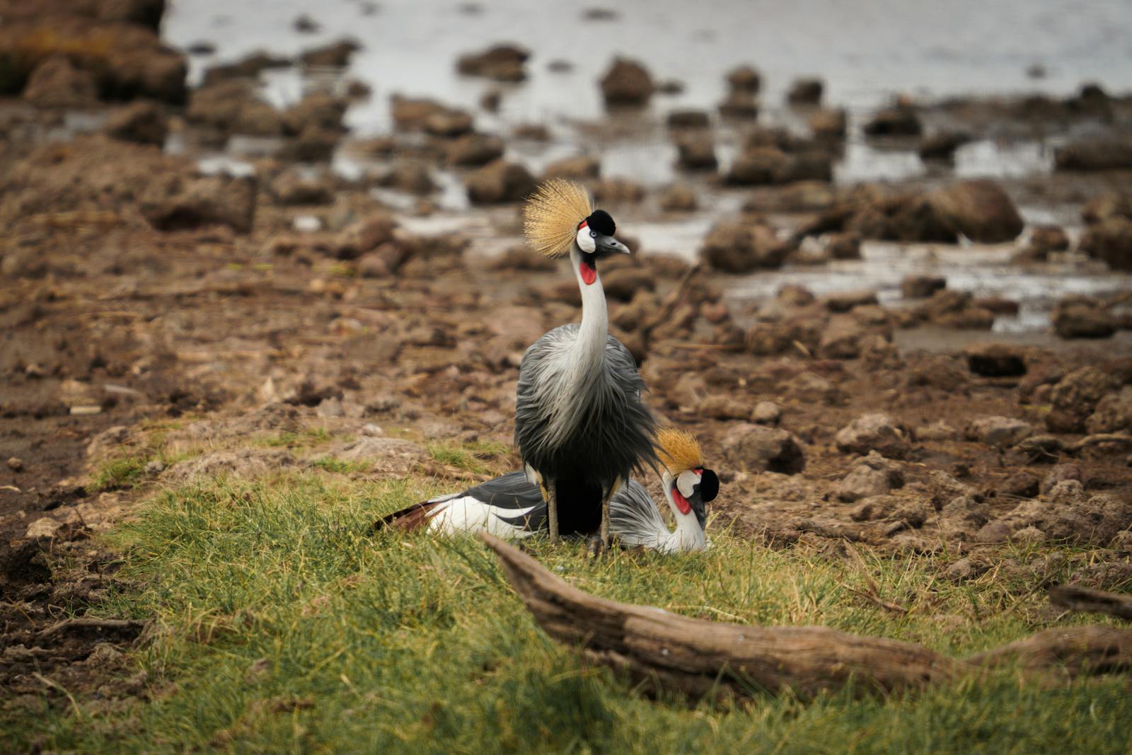 Lake Manyara National Park
